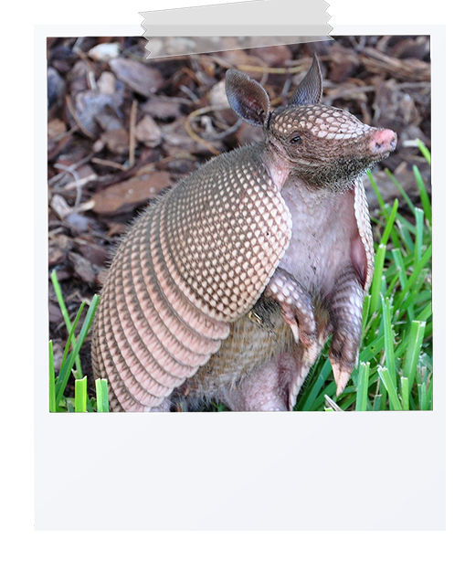 picture of a armadillo